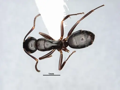 Camponotus nearcticus - MEM290580