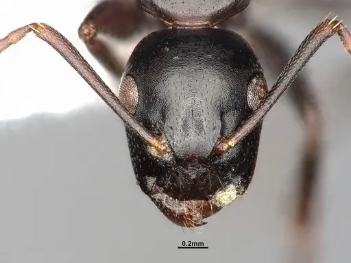 Camponotus nearcticus - MEM290580