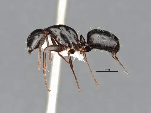 Camponotus nearcticus - MEM290580