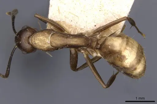 Camponotus nepos specimen