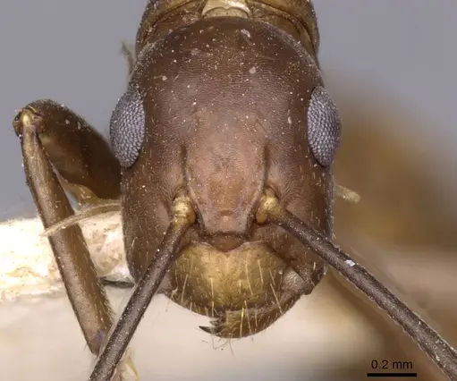 Camponotus nepos specimen