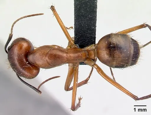 Camponotus niavo specimen