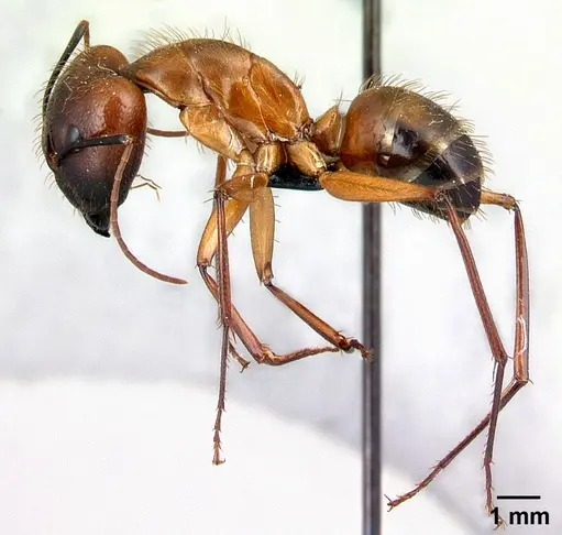 Camponotus niavo specimen