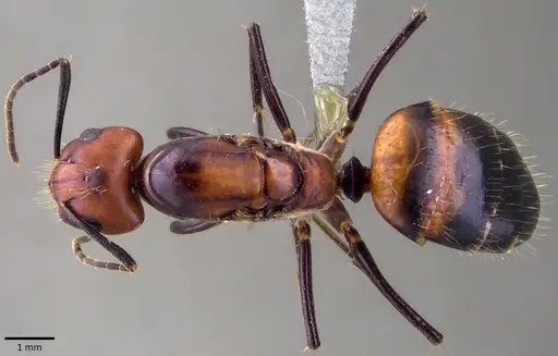 Camponotus nicobarensis specimen