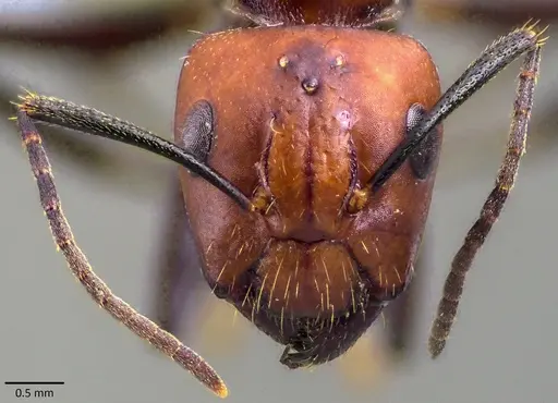 Camponotus nicobarensis specimen