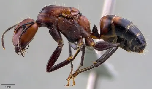 Camponotus nicobarensis specimen