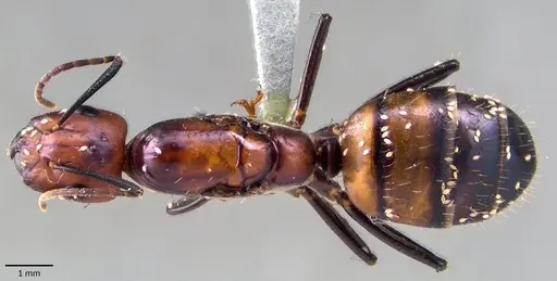 Camponotus nicobarensis - ANTWEB1041857