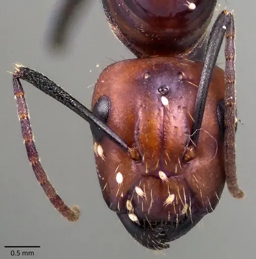 Camponotus nicobarensis - ANTWEB1041857