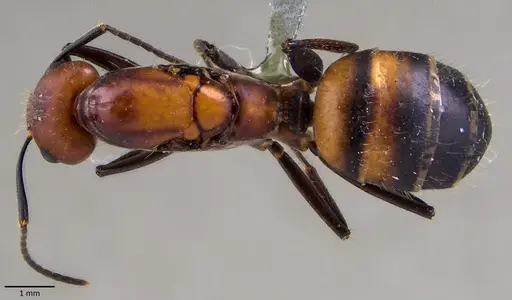 Camponotus nicobarensis - ANTWEB1041858