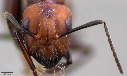 Camponotus nicobarensis - ANTWEB1041858