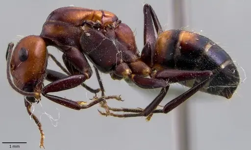 Camponotus nicobarensis - ANTWEB1041858