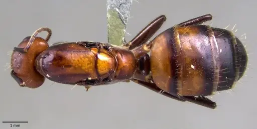 Camponotus nicobarensis - ANTWEB1041859