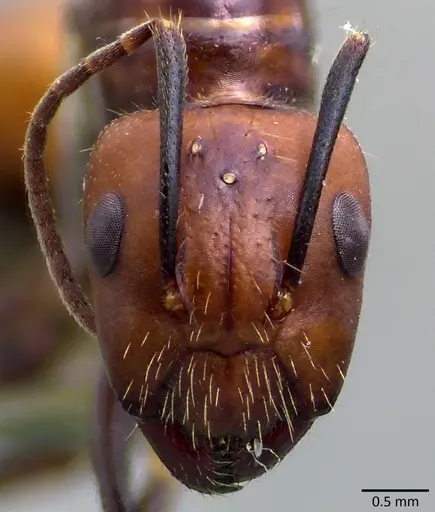 Camponotus nicobarensis - ANTWEB1041859