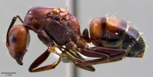 Camponotus nicobarensis - ANTWEB1041859