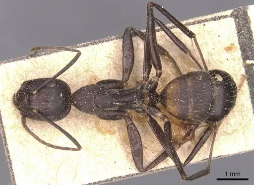 Camponotus nicobarensis - CASENT0905330