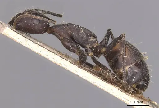 Camponotus nicobarensis - CASENT0905330