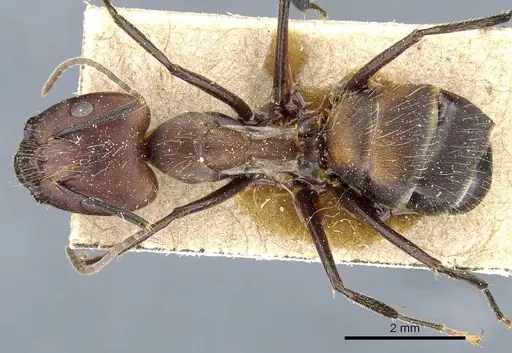 Camponotus nicobarensis - CASENT0905804