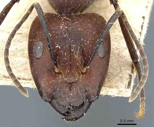 Camponotus nicobarensis - CASENT0905804