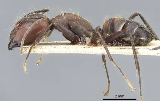 Camponotus nicobarensis - CASENT0905804