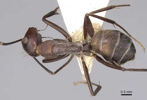 Camponotus nicobarensis - CASENT0906970