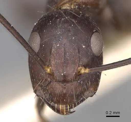 Camponotus nicobarensis - CASENT0906970
