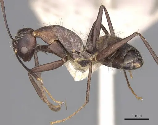 Camponotus nicobarensis - CASENT0906970