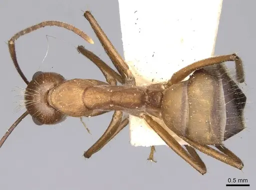 Camponotus nicobarensis - CASENT0906971