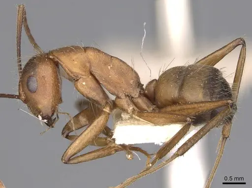 Camponotus nicobarensis - CASENT0906971