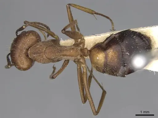 Camponotus nicobarensis - CASENT0906972