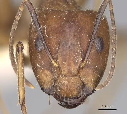 Camponotus nicobarensis - CASENT0906972