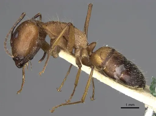 Camponotus nicobarensis - CASENT0906972