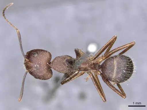 Camponotus nicobarensis - CASENT0910158