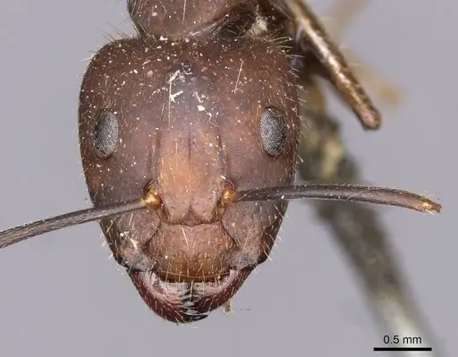 Camponotus nicobarensis - CASENT0910158