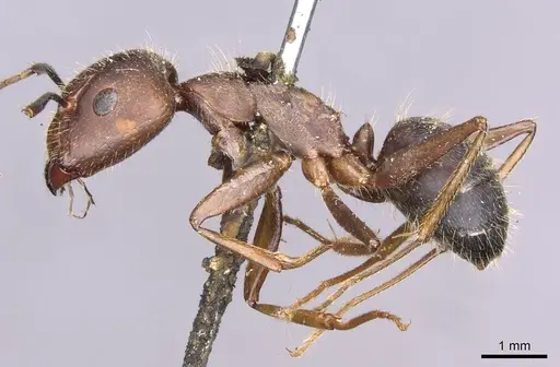 Camponotus nicobarensis - CASENT0910158