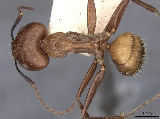 Camponotus nicobarensis - CASENT0910161