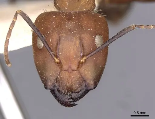 Camponotus nicobarensis - CASENT0910161