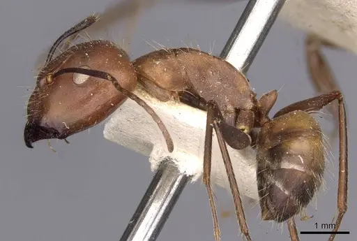 Camponotus nicobarensis - CASENT0910161
