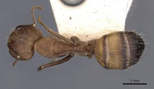 Camponotus nicobarensis - CASENT0910162