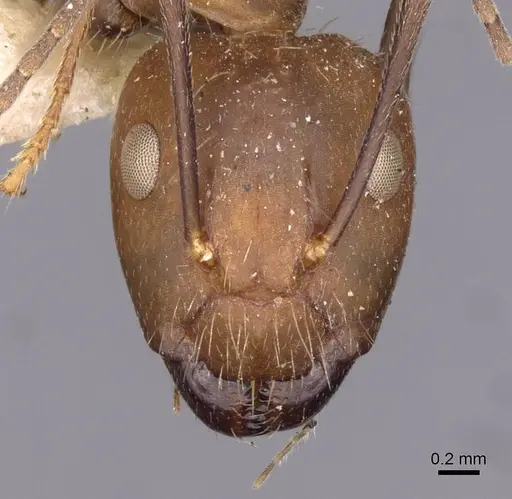 Camponotus nicobarensis - CASENT0910162