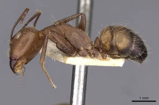 Camponotus nicobarensis - CASENT0910162
