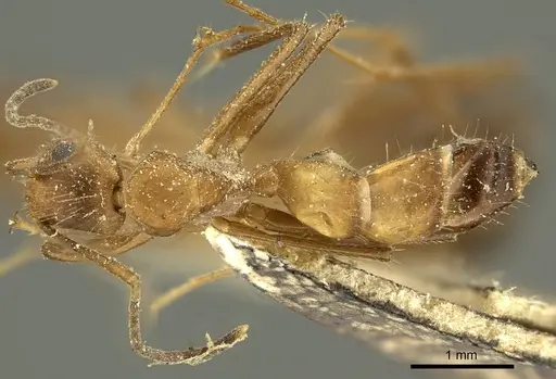 Camponotus nicobarensis - CASENT0915687