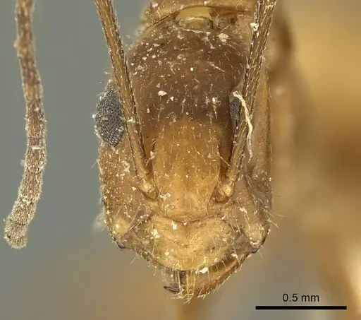 Camponotus nicobarensis - CASENT0915687