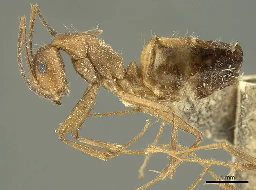 Camponotus nicobarensis - CASENT0915687