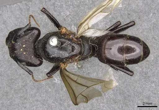 Camponotus nigricans specimen
