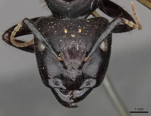 Camponotus nigricans specimen
