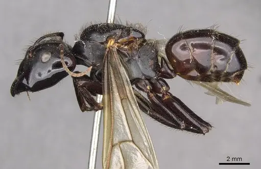 Camponotus nigricans specimen