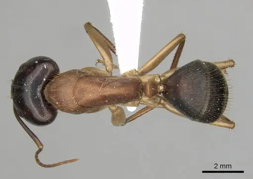 Camponotus nigriceps specimen