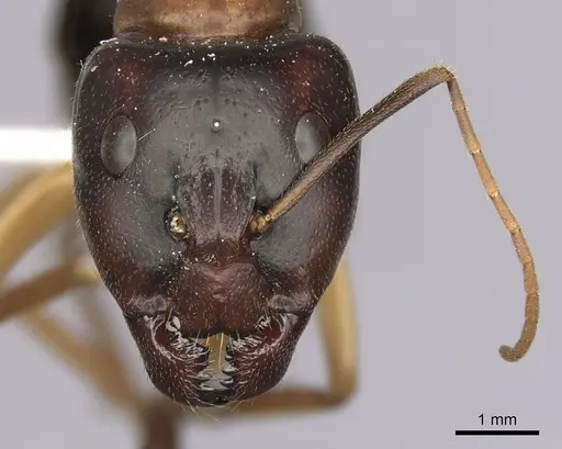 Camponotus nigriceps specimen