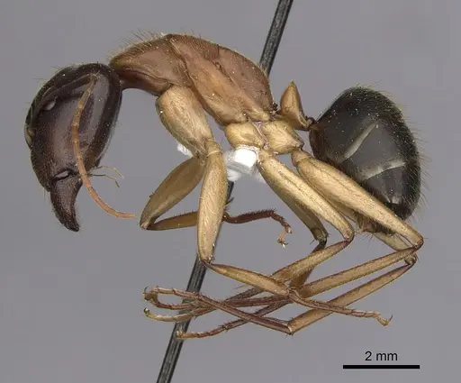Camponotus nigriceps specimen