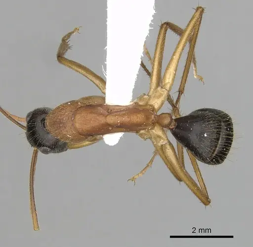 Camponotus nigriceps - CASENT0280198